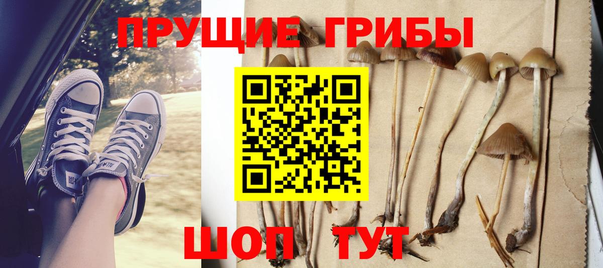 Псилоцибиновые грибы Cubensis Строитель